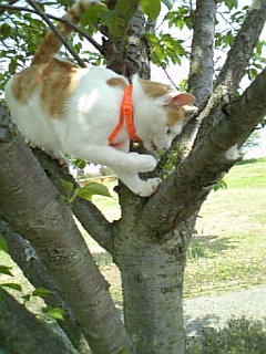 �F�ƒK�ƈ��L(�l���������r�s�d�k�k�`)�̐���