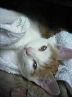 �F�ƒK�ƈ��L(�l���������r�s�d�k�k�`)�̐���