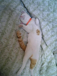 �F�ƒK�ƈ��L(�l���������r�s�d�k�k�`)�̐���