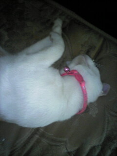 �F�ƒK�ƈ��L(�l���������r�s�d�k�k�`)�̐���