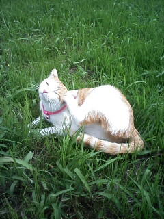 �F�ƒK�ƈ��L(�l���������r�s�d�k�k�`)�̐���