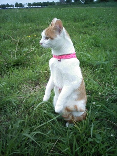 �F�ƒK�ƈ��L(�l���������r�s�d�k�k�`)�̐���