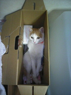 �F�ƒK�ƈ��L(�l���������r�s�d�k�k�`)�̐���