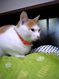 �F�ƒK�ƈ��L(�l���������r�s�d�k�k�`)�̐���