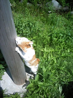 �F�ƒK�ƈ��L(�l���������r�s�d�k�k�`)�̐���