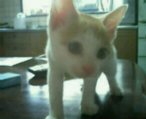 �F�ƒK�ƈ��L(�l���������r�s�d�k�k�`)�̐���