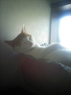 �F�ƒK�ƈ��L(�l���������r�s�d�k�k�`)�̐���