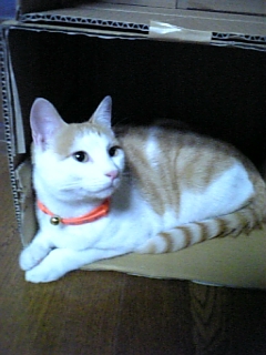 �F�ƒK�ƈ��L(�l���������r�s�d�k�k�`)�̐���