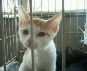 �F�ƒK�ƈ��L(�l���������r�s�d�k�k�`)�̐���