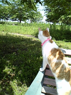 �F�ƒK�ƈ��L(�l���������r�s�d�k�k�`)�̐���