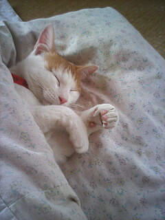 �F�ƒK�ƈ��L(�l���������r�s�d�k�k�`)�̐���