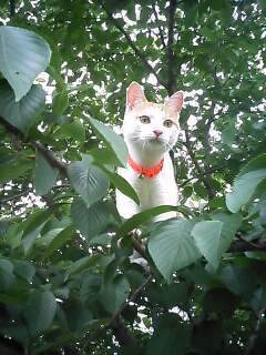 �F�ƒK�ƈ��L(�l���������r�s�d�k�k�`)�̐���