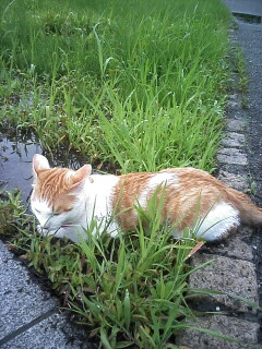 �F�ƒK�ƈ��L(�l���������r�s�d�k�k�`)�̐���