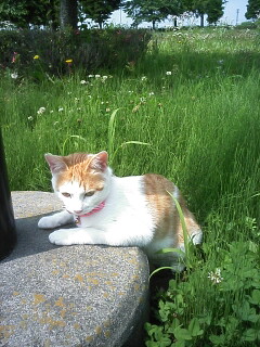 �F�ƒK�ƈ��L(�l���������r�s�d�k�k�`)�̐���