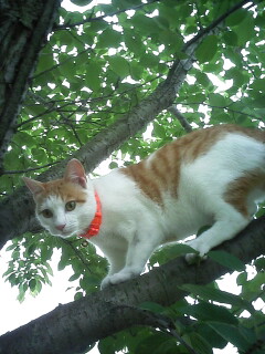 �F�ƒK�ƈ��L(�l���������r�s�d�k�k�`)�̐���