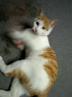 �F�ƒK�ƈ��L(�l���������r�s�d�k�k�`)�̐���