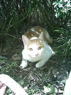 �F�ƒK�ƈ��L(�l���������r�s�d�k�k�`)�̐���