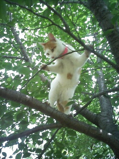 �F�ƒK�ƈ��L(�l���������r�s�d�k�k�`)�̐���