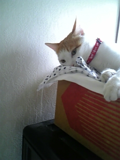 �F�ƒK�ƈ��L(�l���������r�s�d�k�k�`)�̐���