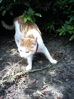 �F�ƒK�ƈ��L(�l���������r�s�d�k�k�`)�̐���