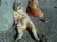 �F�ƒK�ƈ��L(�l���������r�s�d�k�k�`)�̐���