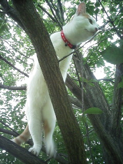 �F�ƒK�ƈ��L(�l���������r�s�d�k�k�`)�̐���