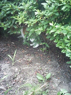 �F�ƒK�ƈ��L(�l���������r�s�d�k�k�`)�̐���