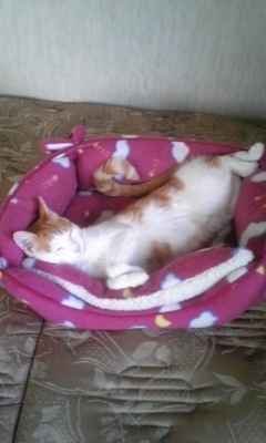 �F�ƒK�ƈ��L(�l���������r�s�d�k�k�`)�̐���