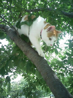 �F�ƒK�ƈ��L(�l���������r�s�d�k�k�`)�̐���