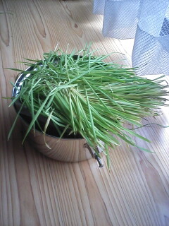 �F�ƒK�ƈ��L(�l���������r�s�d�k�k�`)�̐���