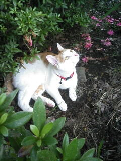 �F�ƒK�ƈ��L(�l���������r�s�d�k�k�`)�̐���