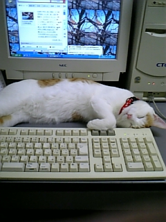 �F�ƒK�ƈ��L(�l���������r�s�d�k�k�`)�̐���