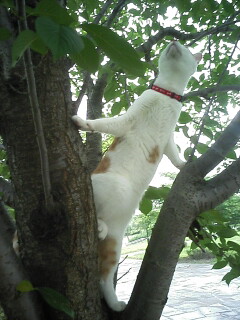 �F�ƒK�ƈ��L(�l���������r�s�d�k�k�`)�̐���