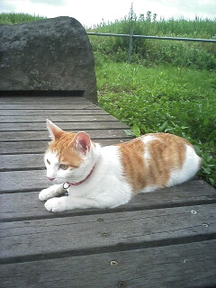 �F�ƒK�ƈ��L(�l���������r�s�d�k�k�`)�̐���