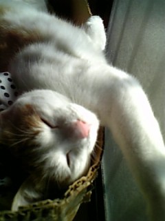 �F�ƒK�ƈ��L(�l���������r�s�d�k�k�`)�̐���