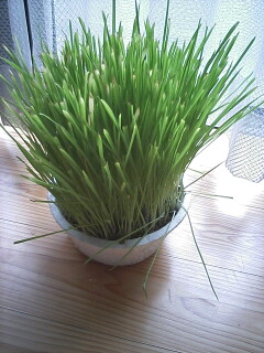 �F�ƒK�ƈ��L(�l���������r�s�d�k�k�`)�̐���