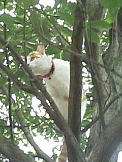 �F�ƒK�ƈ��L(�l���������r�s�d�k�k�`)�̐���