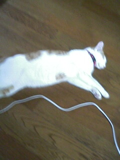 �F�ƒK�ƈ��L(�l���������r�s�d�k�k�`)�̐���