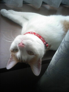 �F�ƒK�ƈ��L(�l���������r�s�d�k�k�`)�̐���