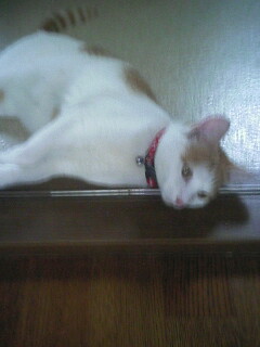 �F�ƒK�ƈ��L(�l���������r�s�d�k�k�`)�̐���