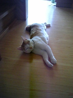 �F�ƒK�ƈ��L(�l���������r�s�d�k�k�`)�̐���