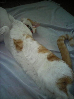 �F�ƒK�ƈ��L(�l���������r�s�d�k�k�`)�̐���