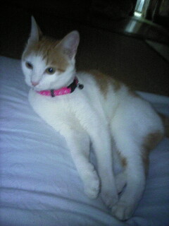 �F�ƒK�ƈ��L(�l���������r�s�d�k�k�`)�̐���