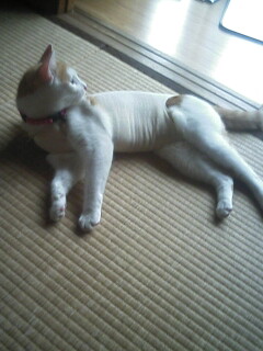 �F�ƒK�ƈ��L(�l���������r�s�d�k�k�`)�̐���