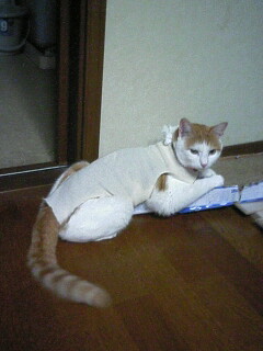 �F�ƒK�ƈ��L(�l���������r�s�d�k�k�`)�̐���