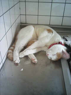 �F�ƒK�ƈ��L(�l���������r�s�d�k�k�`)�̐���