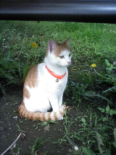 �F�ƒK�ƈ��L(�l���������r�s�d�k�k�`)�̐���