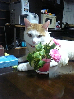 �F�ƒK�ƈ��L(�l���������r�s�d�k�k�`)�̐���