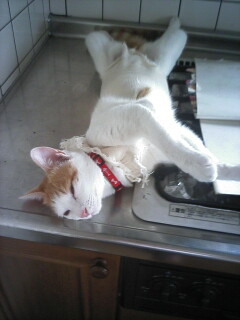 �F�ƒK�ƈ��L(�l���������r�s�d�k�k�`)�̐���