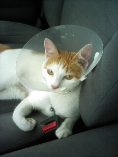 �F�ƒK�ƈ��L(�l���������r�s�d�k�k�`)�̐���